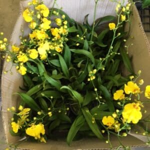 ONC. Sweet sugar (Blooming)