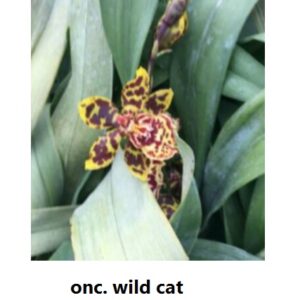 ONC. Wild cat (Blooming)