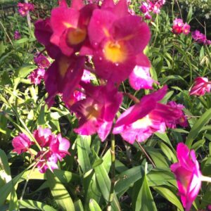 C. Big purple starlyn