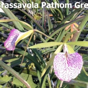 C. Brassavola pathom green