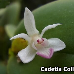 Cadetia collina