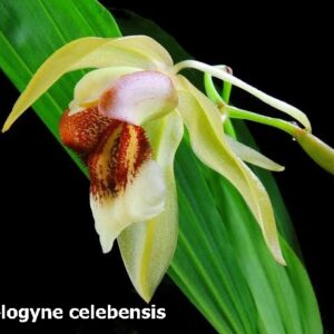 Coelogyne celebensis
