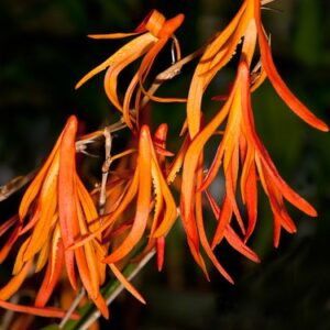 Dendrobium Aurantiflammeum orchid
