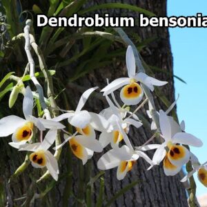 Dendrobium Bensoniae