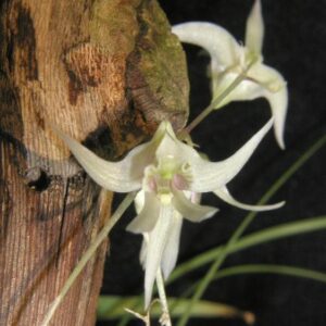 Dendrobium Gegulus