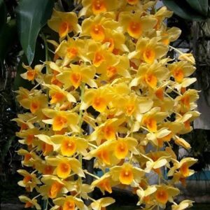 Dendrobium Guibertii