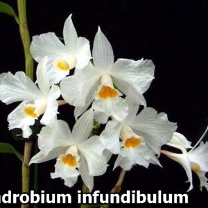 Dendrobium Infundibulum