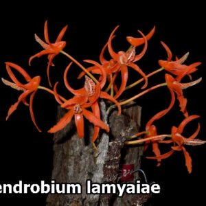 Dendrobium Lamyaiae