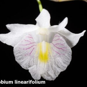 Dendrobium Linearifolium