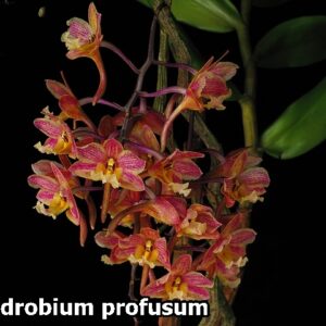 Dendrobium Profusum