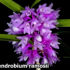 Explore Our Collection Of Dendrobium Ramosii Orchids