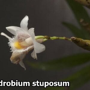 Dendrobium Stuposum