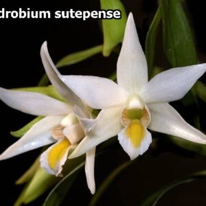Dendrobium Sutepense