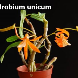 Dendrobium Unicum