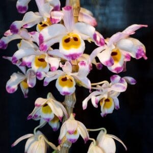 Dendrobium Wardianum