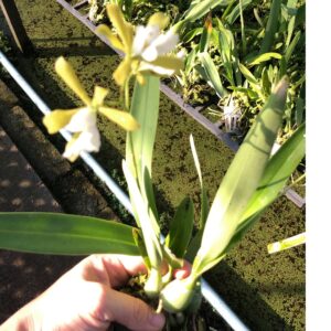 Ency. cordigera alba