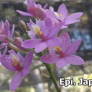 Epi. Japan VIOLET