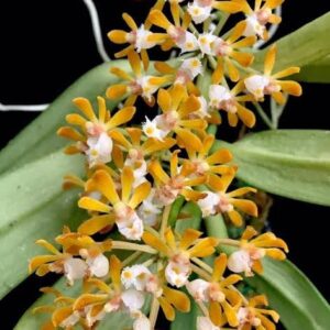 Gastrochilus Rutilans