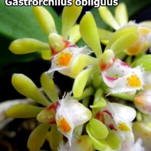 Gastrorchilus Obliguus