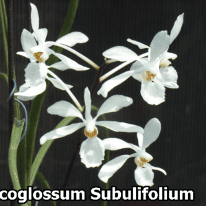 Holcoglossum Subulifolium