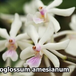 Holcoglossum Amesianum