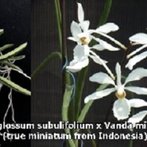 Holcoglossum subulifolium x Vanda miniatum (true miniatum from Indonesia)