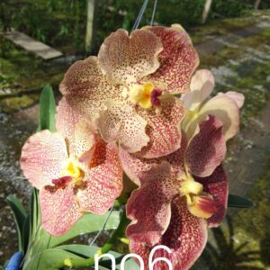 Vanda No. 6