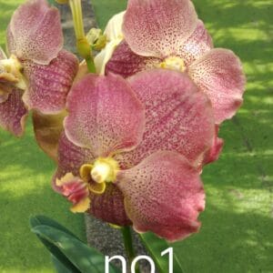 Vanda No.1