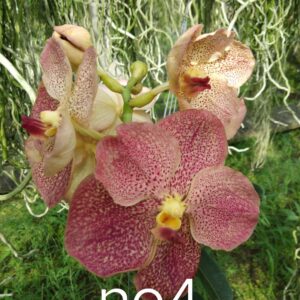 Vanda No.4