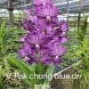 Vanda Pak Chong Blue (Dr. Anek)