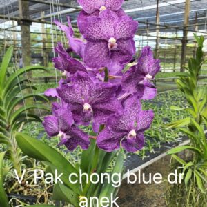 Vanda Pak Chong Blue (Dr. Anek)