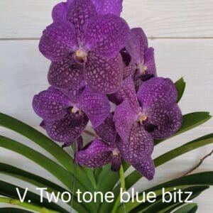 V. Two tone blue bitz