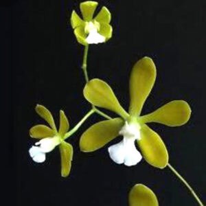 Explore Our Collection Of Thai Encyclia Orchids