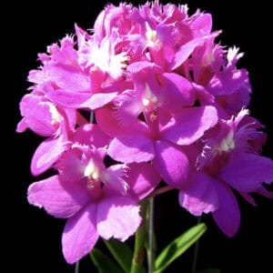 Explore Our Collection Of Thai Epidendrum Orchids