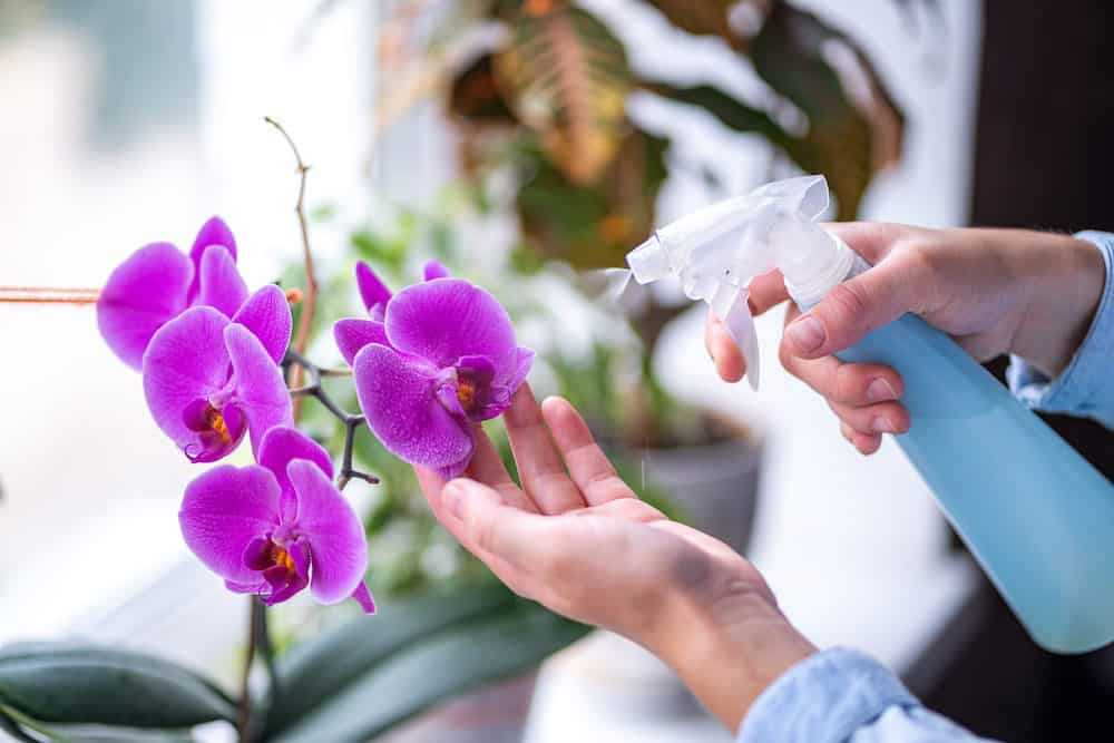 A woman watering her orchid plant