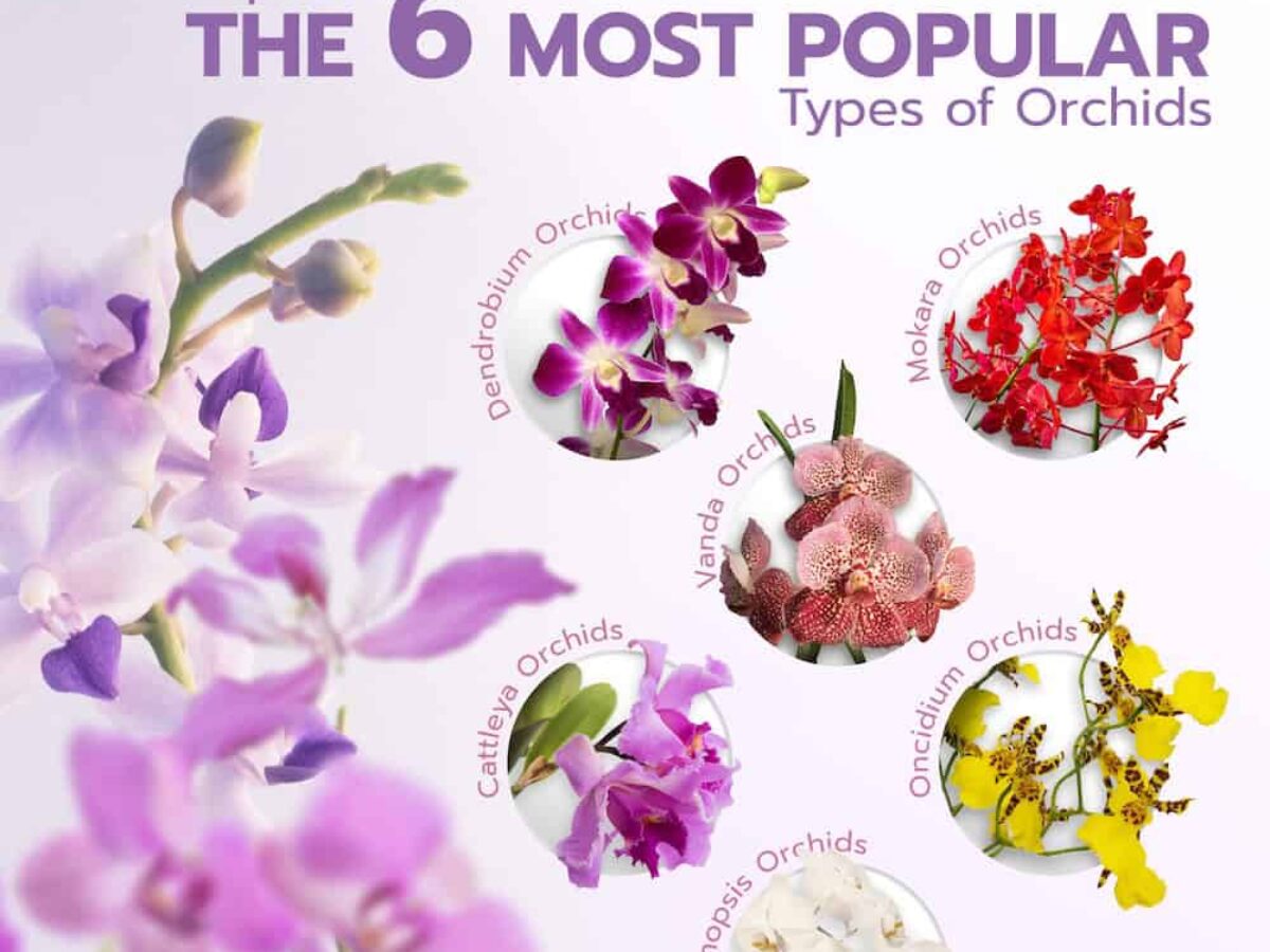 Explore The 6 Most Popular Types of Orchids | BB Orchids