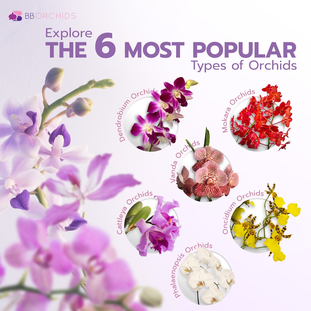 A collection of different types of potted orchids