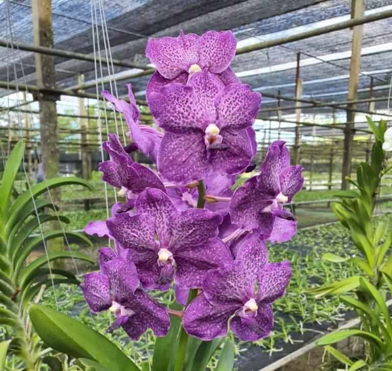 Our vanda pak chong blue orchid