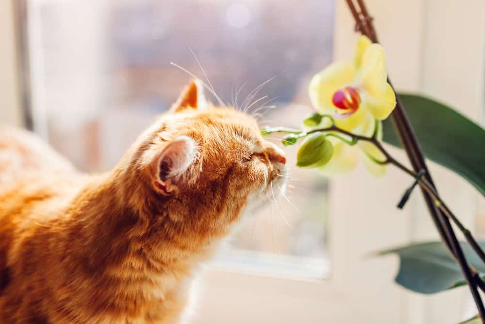A curious cat smelling an orchid flower