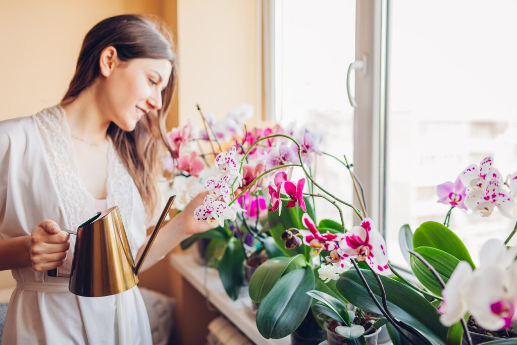 A beginner waters her orchids indoors