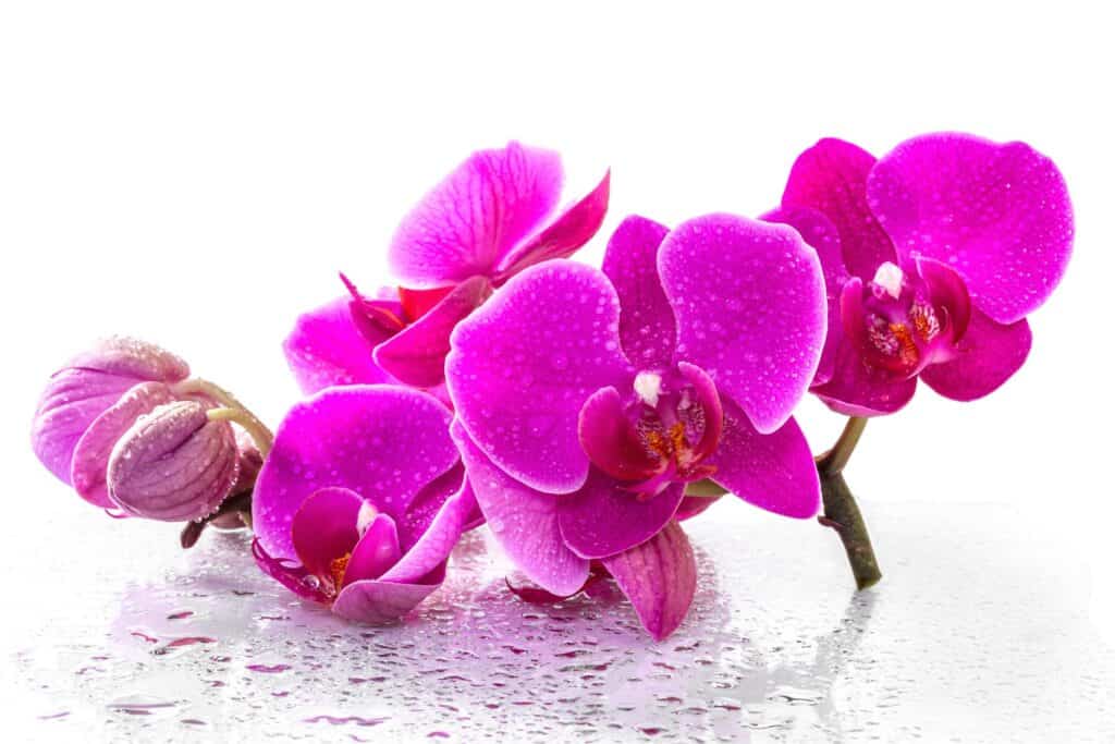 A cluster of pink orchids with water on their petals.