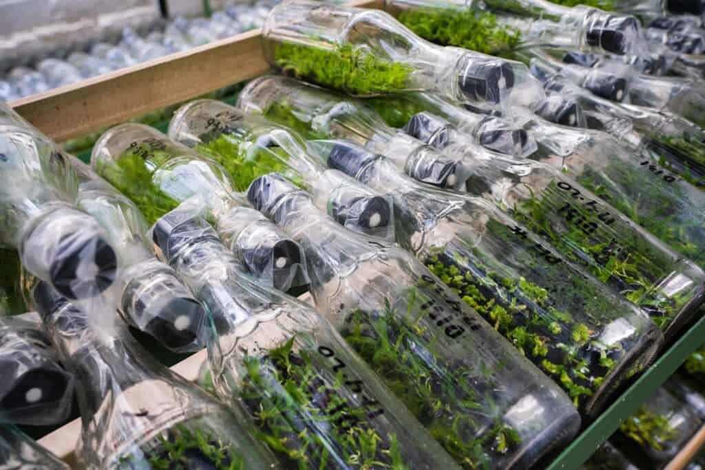 Orchid plant tissue culture starts with meristematic tissue placed inside sterile containers.