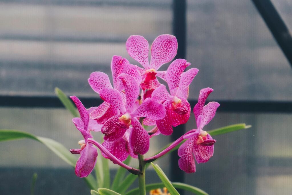 Close-up of fresh Mokara orchid stems grown for wholesale export