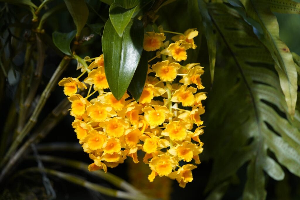 Vibrant Dendrobium orchid plants ready for wholesale at a Thai orchid farm