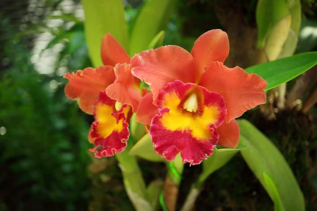 Export-grade Cattleya orchid blooms in vibrant colors grown at a Thai wholesale nursery