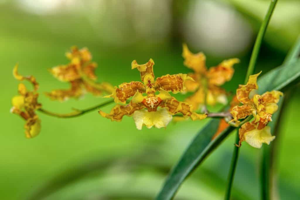 Oncidium orchid sprays in full bloom at a Thai wholesale Oncidium orchid export farm