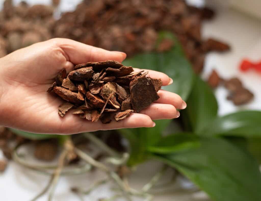 Dry pine bark chips used as the base component in the best potting mix for orchids