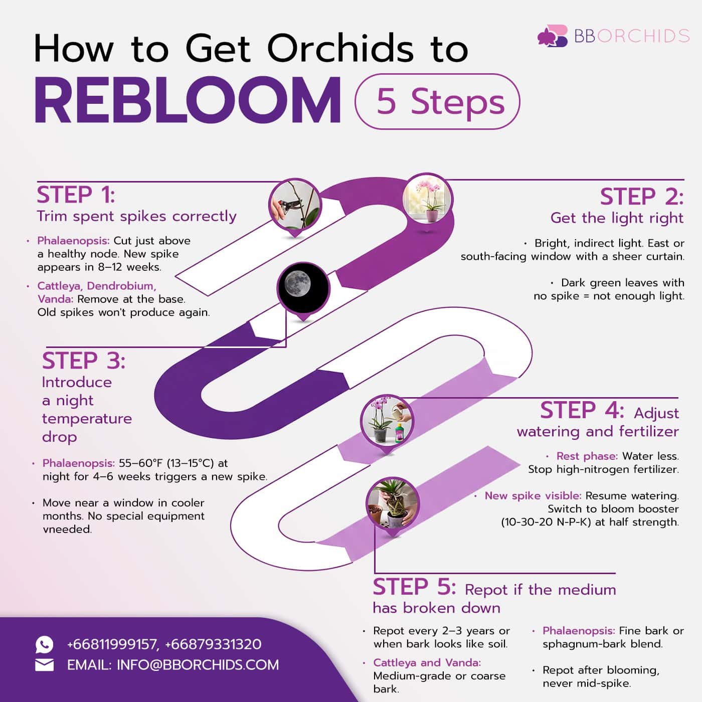 Step-by-step reblooming guide for Phalaenopsis Cattleya Vanda and Dendrobium orchids