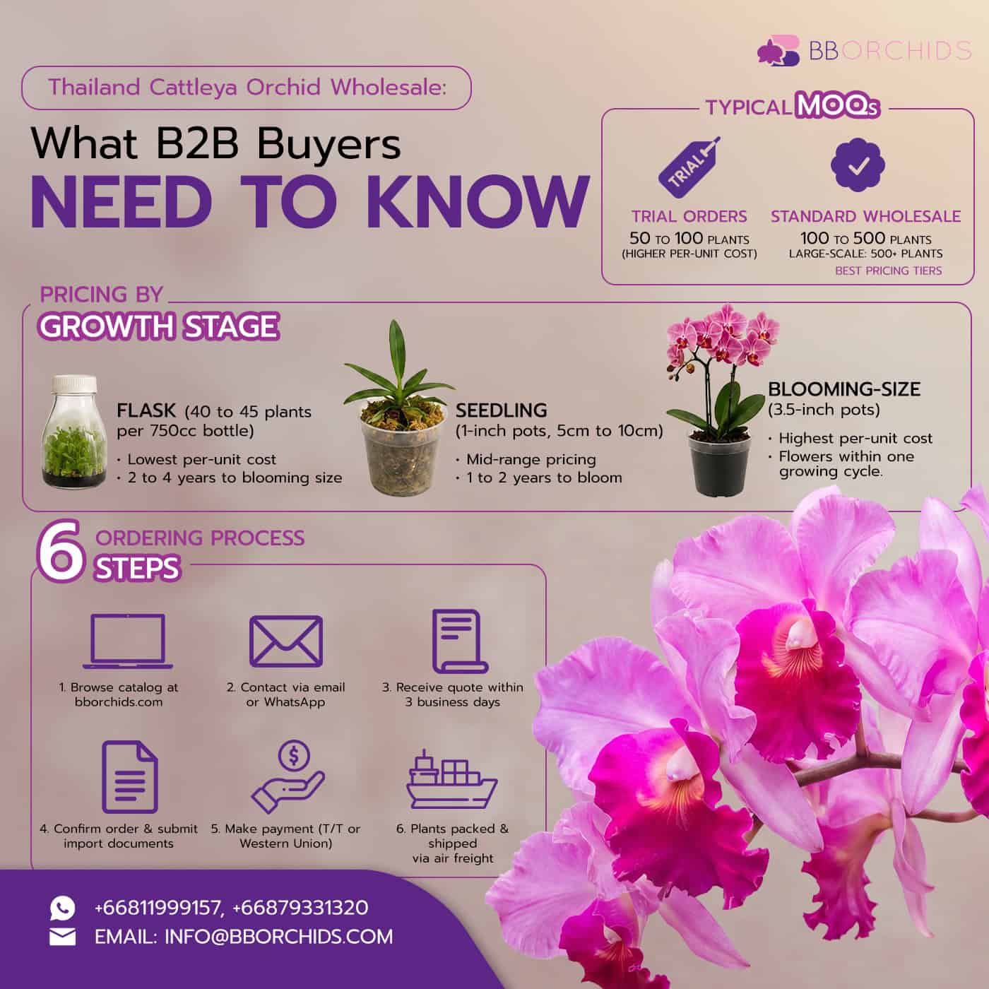 Thailand Cattleya orchid wholesale pricing, MOQs, and the ordering process for B2B buyers