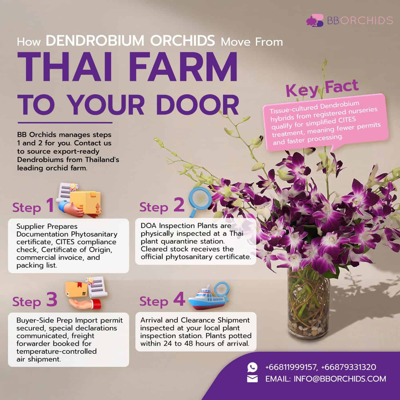 Step-by-step guide to how Dendrobium orchids are exported from a Thai orchid farm to buyers worldwide